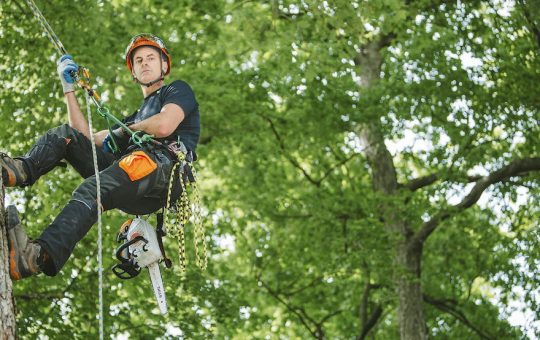 Professional Tree Care Services